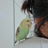 淵
