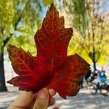 加寶媽咪全記錄