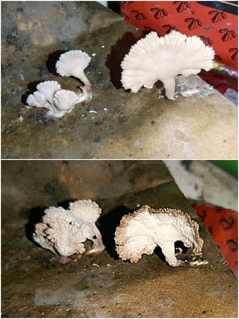 一個禮拜前在我家發現的白色舞菇長大了 - 貧窮貴公主(吃,省錢,新奇) (@loveseafoodmeat) | Dcard