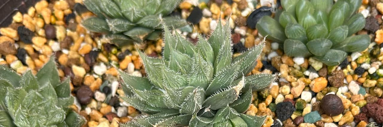 鼪豪植所