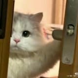 j3llycat