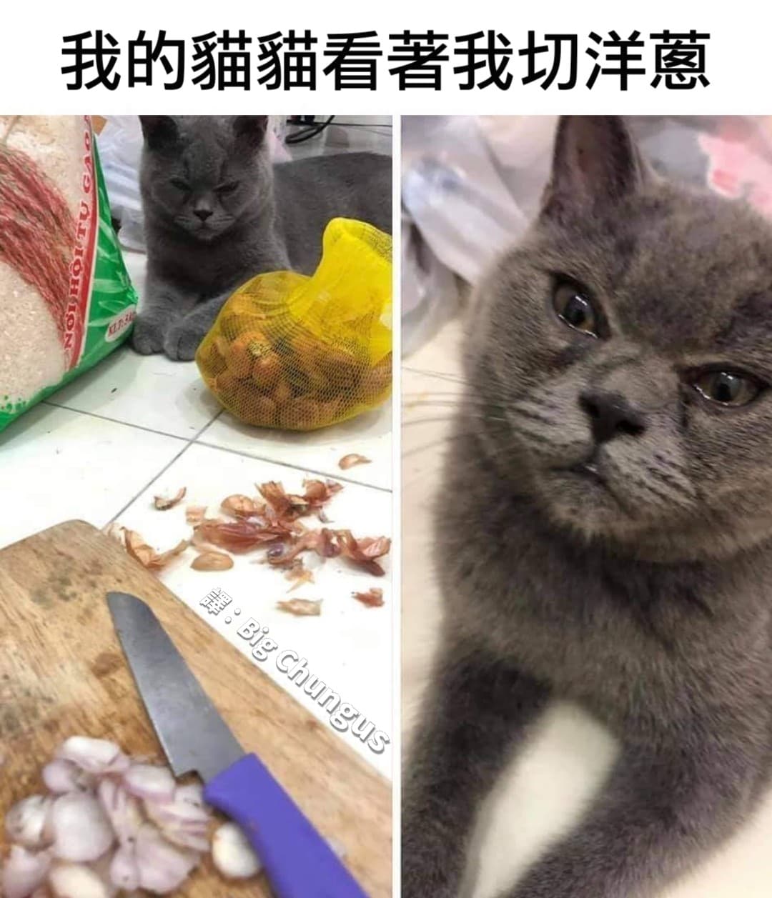 直接變哭哭貓貓- 梗圖板| Dcard