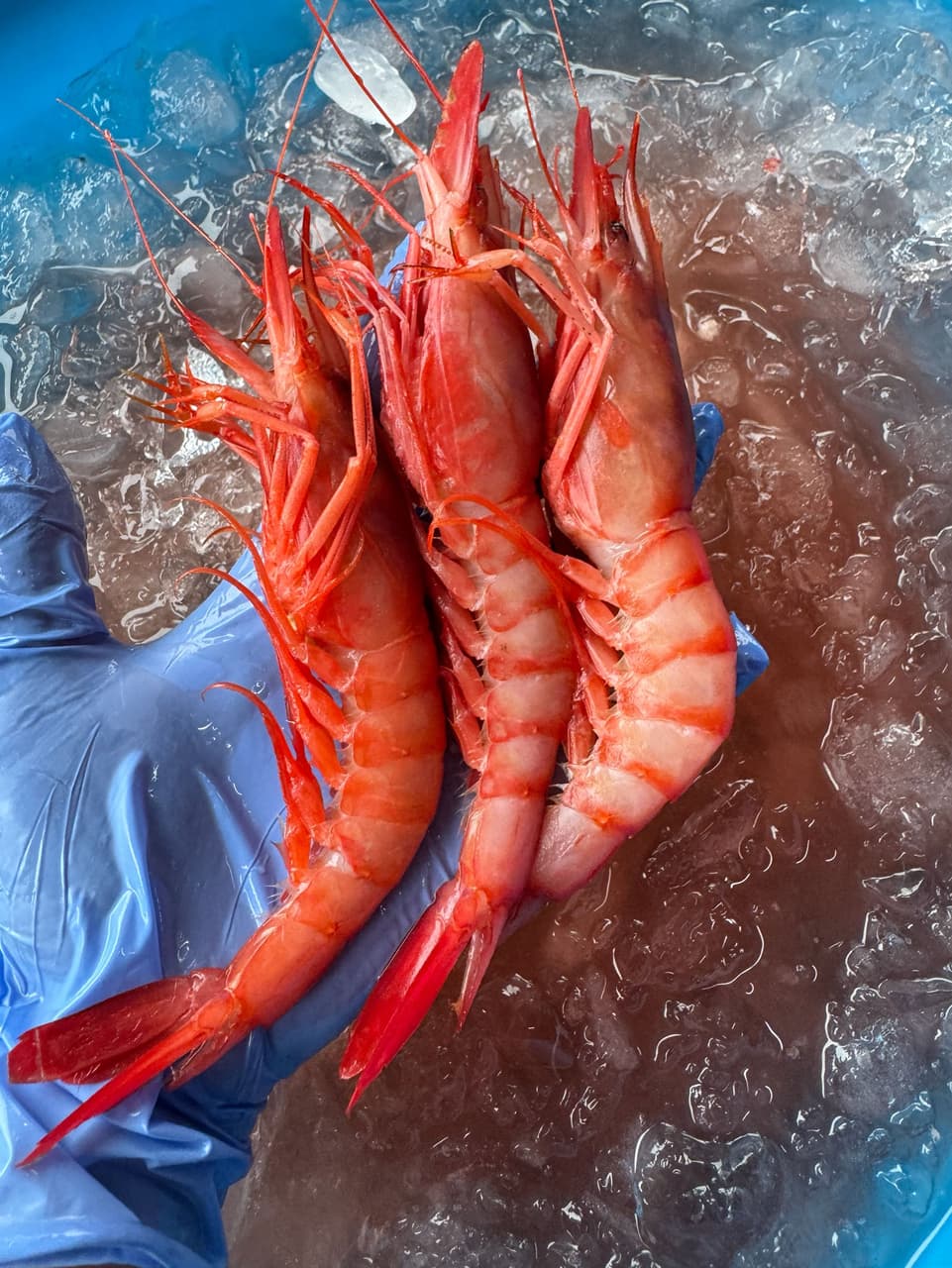 megapx