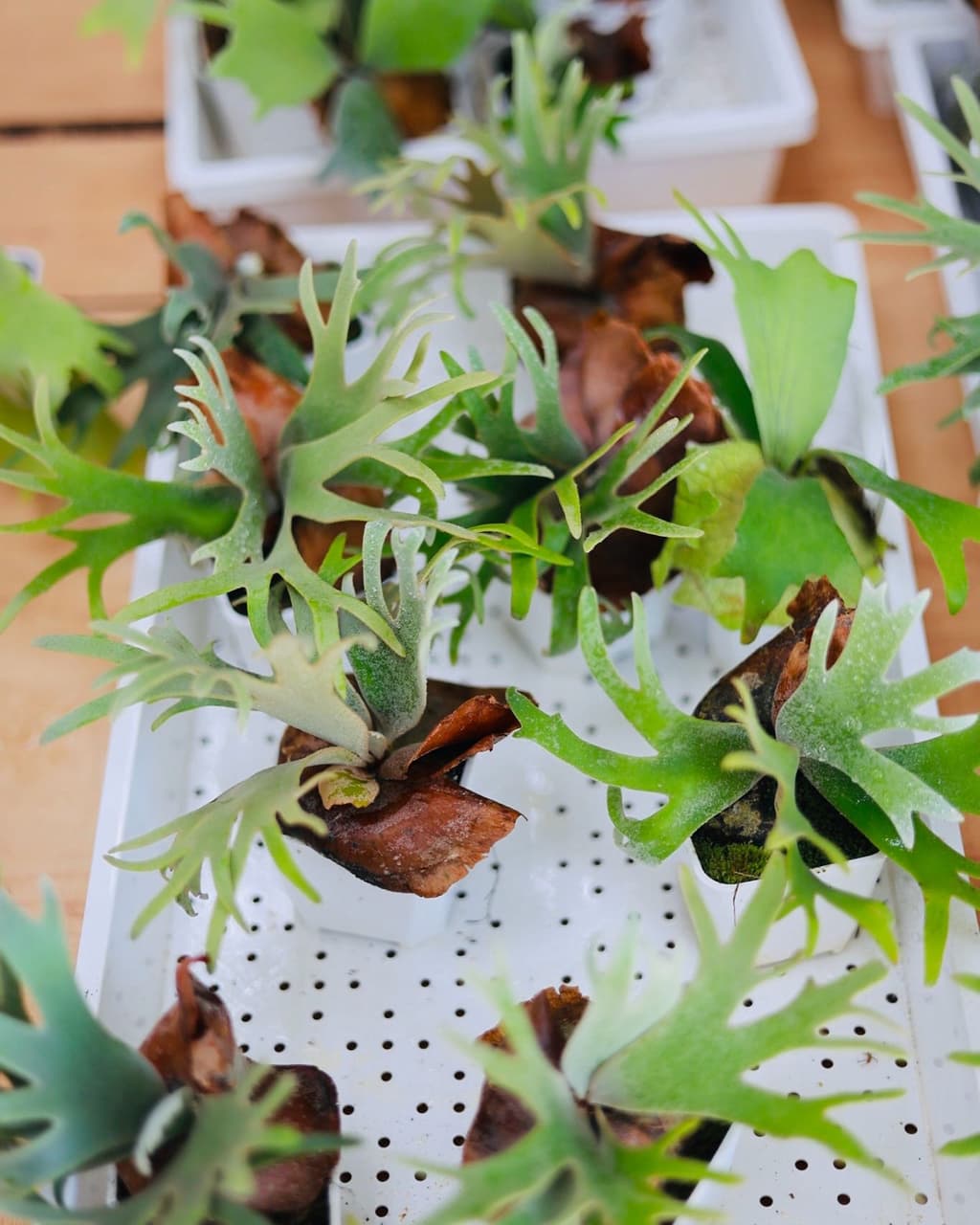 #探店 淡水的療癒角落🌳 早午餐+鹿角蕨的驚喜 #新鮮事調查局 - 購物狂|𝑭𝒍𝒐𝒓𝒂 💋 (@flora813) | Dcard