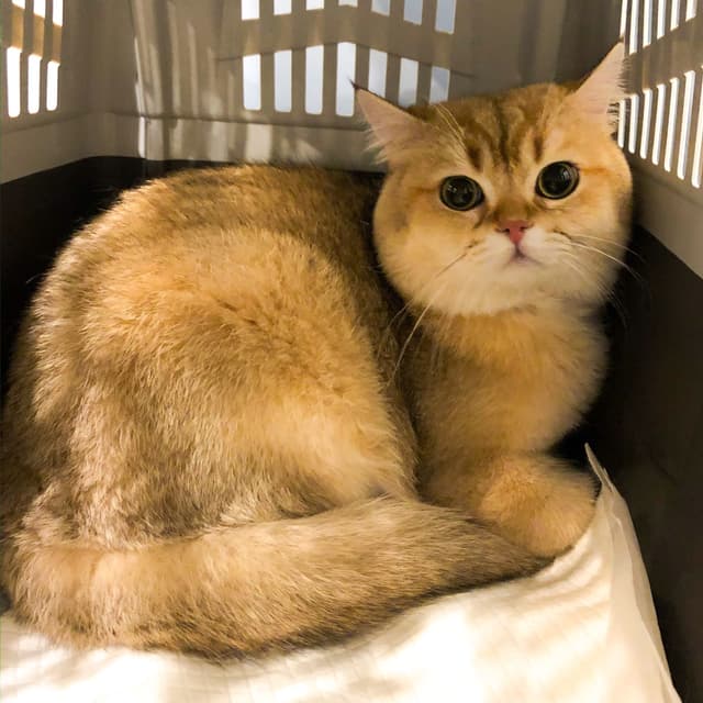 英短樓 寵物板 Dcard