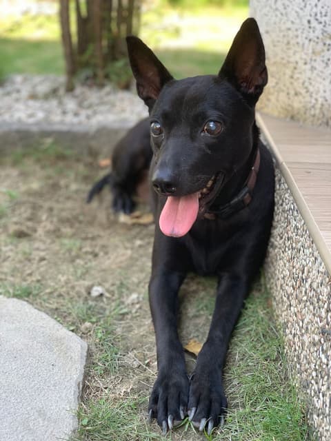 我就是討厭土狗啦 寵物板 Dcard