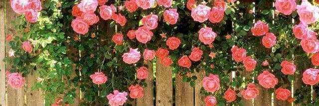 野薔薇