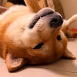 catdog0324