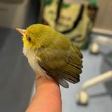 捲毛牛牛