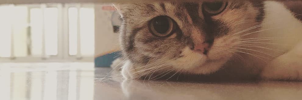 貓咪咪同學