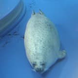 咕咕嘎嘎