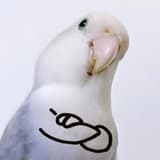 芋頭麻麻
