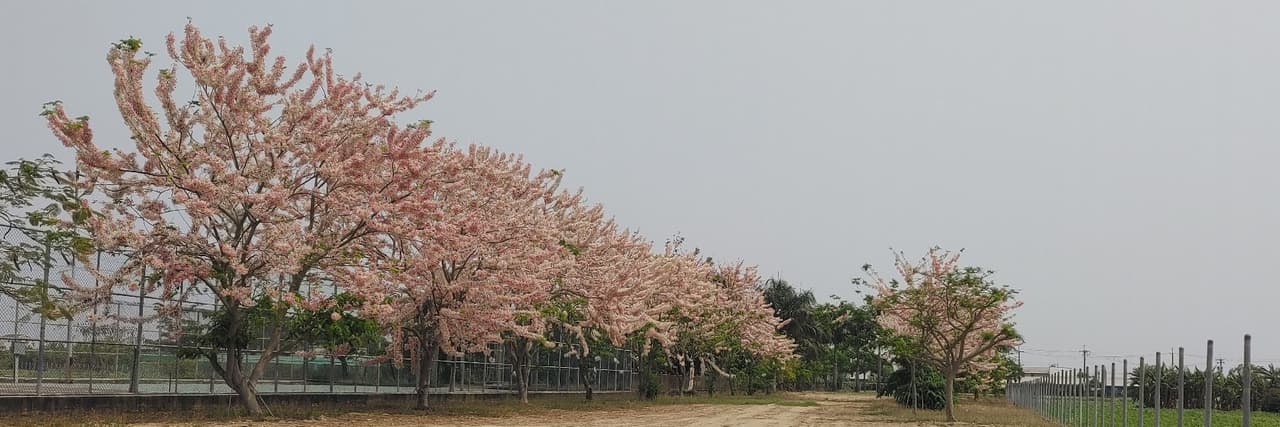 台灣土狗