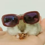 mini草