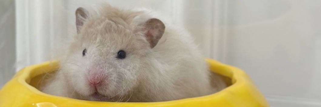 麻糬鼠鼠🐹