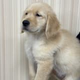 哈根達斯濃脆花生醬