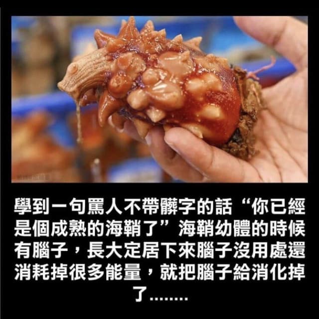 成熟的海鞘