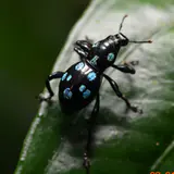 昆蟲