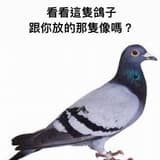 放鴿子🐦