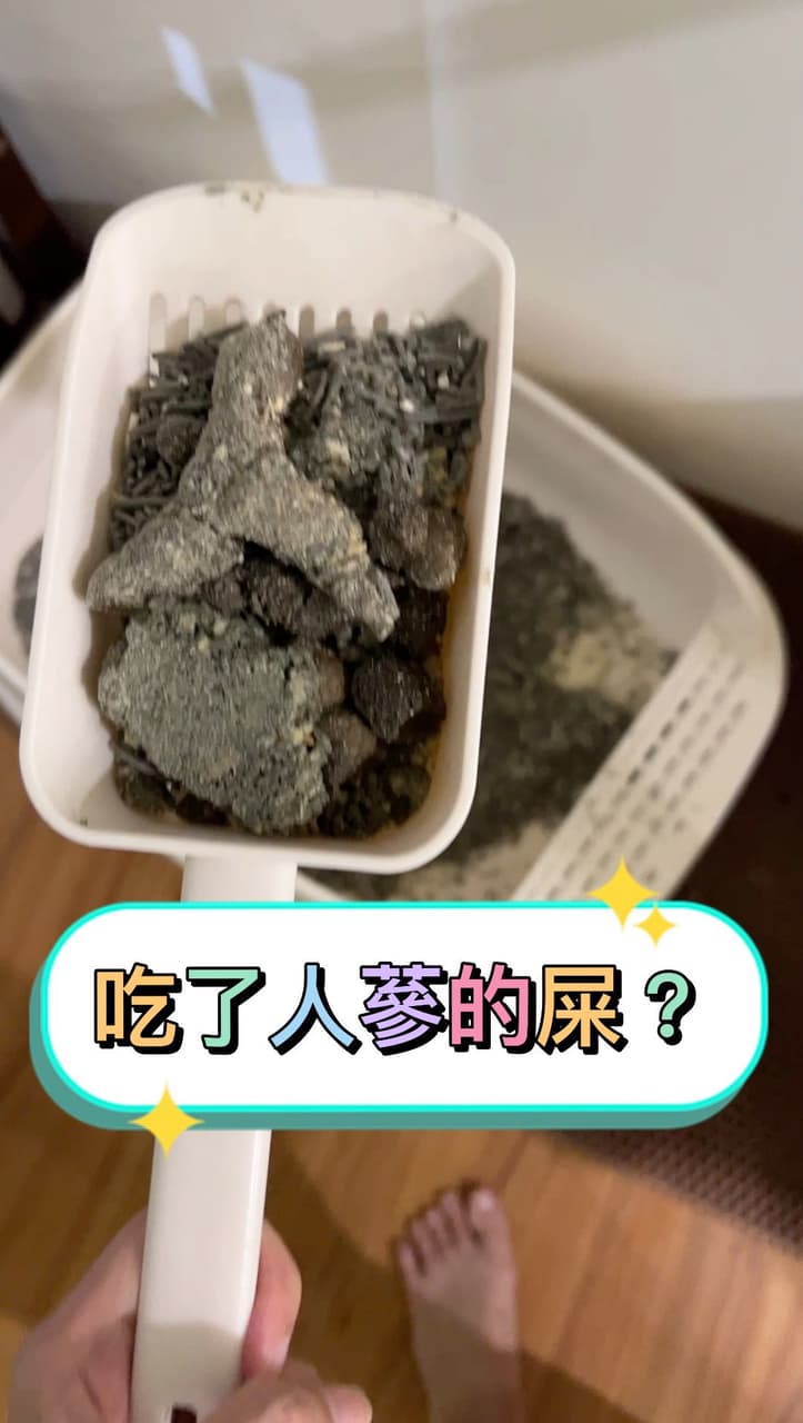 我的貓拉個屎都知道人生好難 - 有趣板 | Dcard