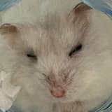 妄想當水熊