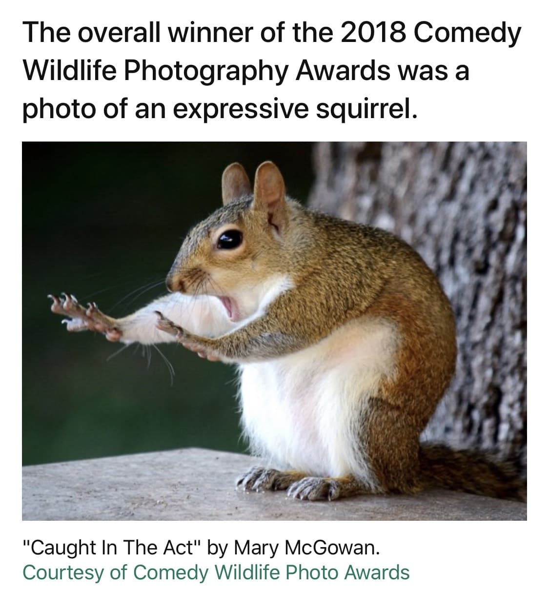 大家先冷靜一下- 梗圖板| Dcard