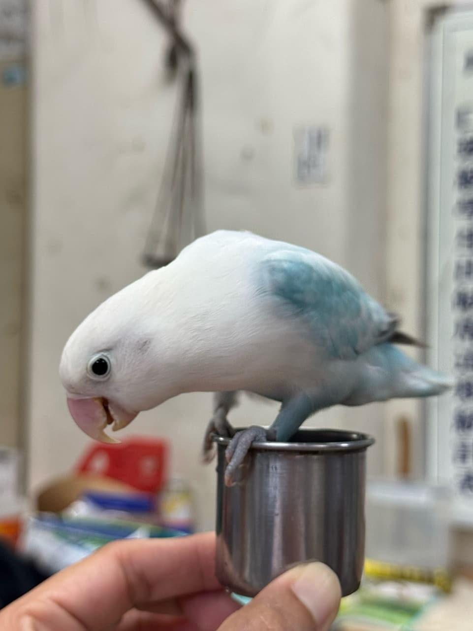megapx