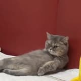 玄燁