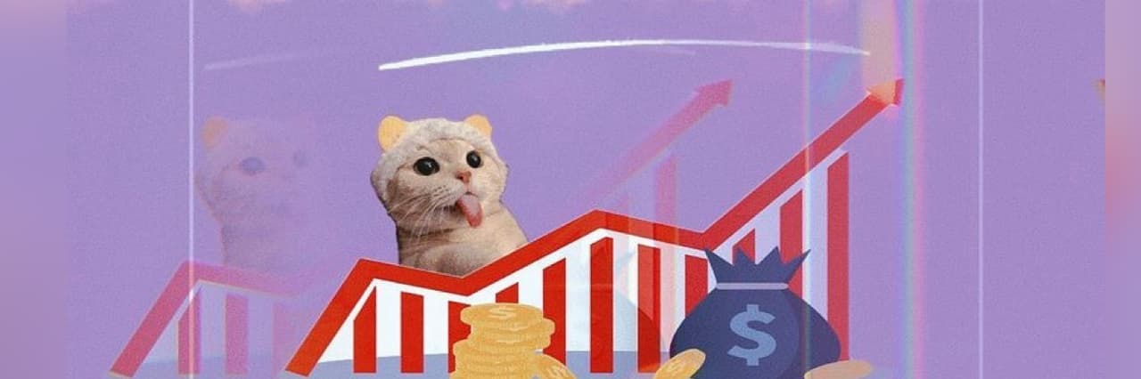 一隻貓STOCK