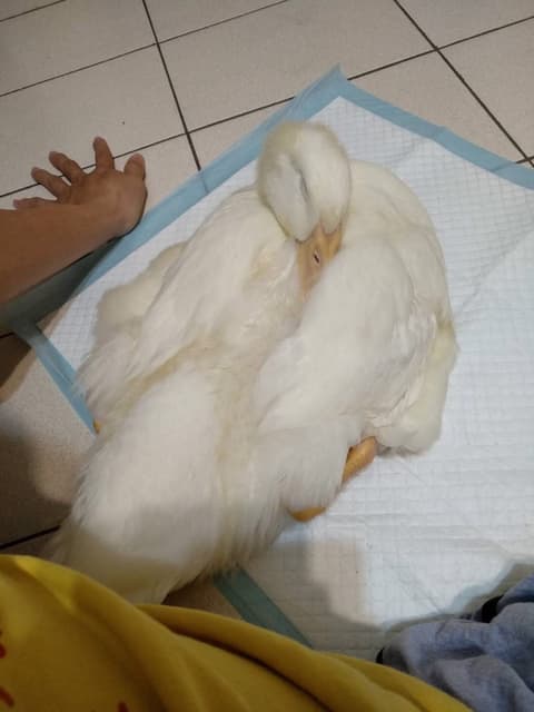 megapx