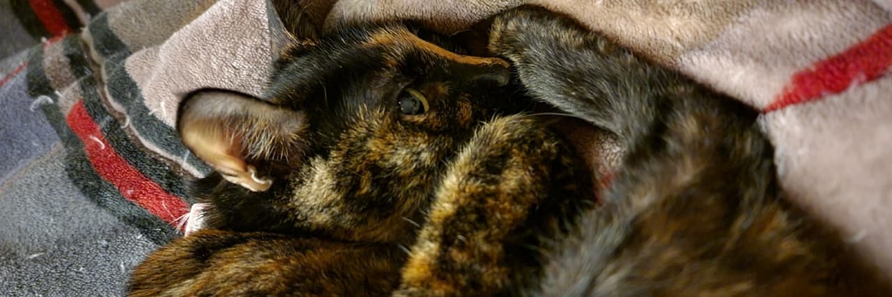 可愛動物學院 擼貓學系
