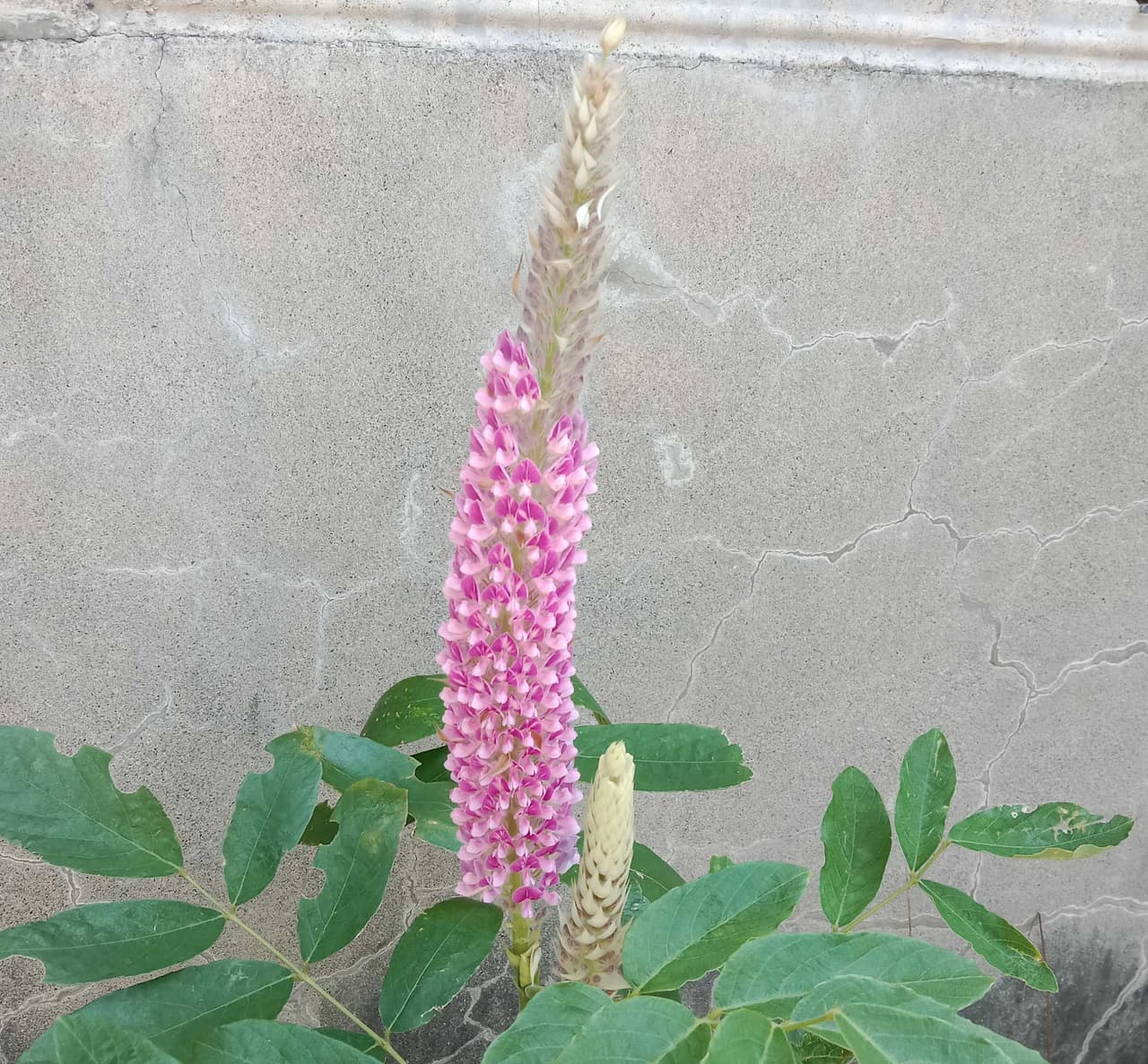 #分享 通天草（狗尾草） - 植物板 | Dcard