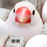 抽取式衛生紙