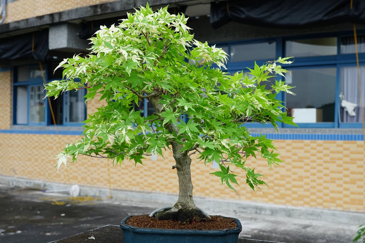 #木本 楓樹與他的快樂夥伴 - 植物板 | Dcard