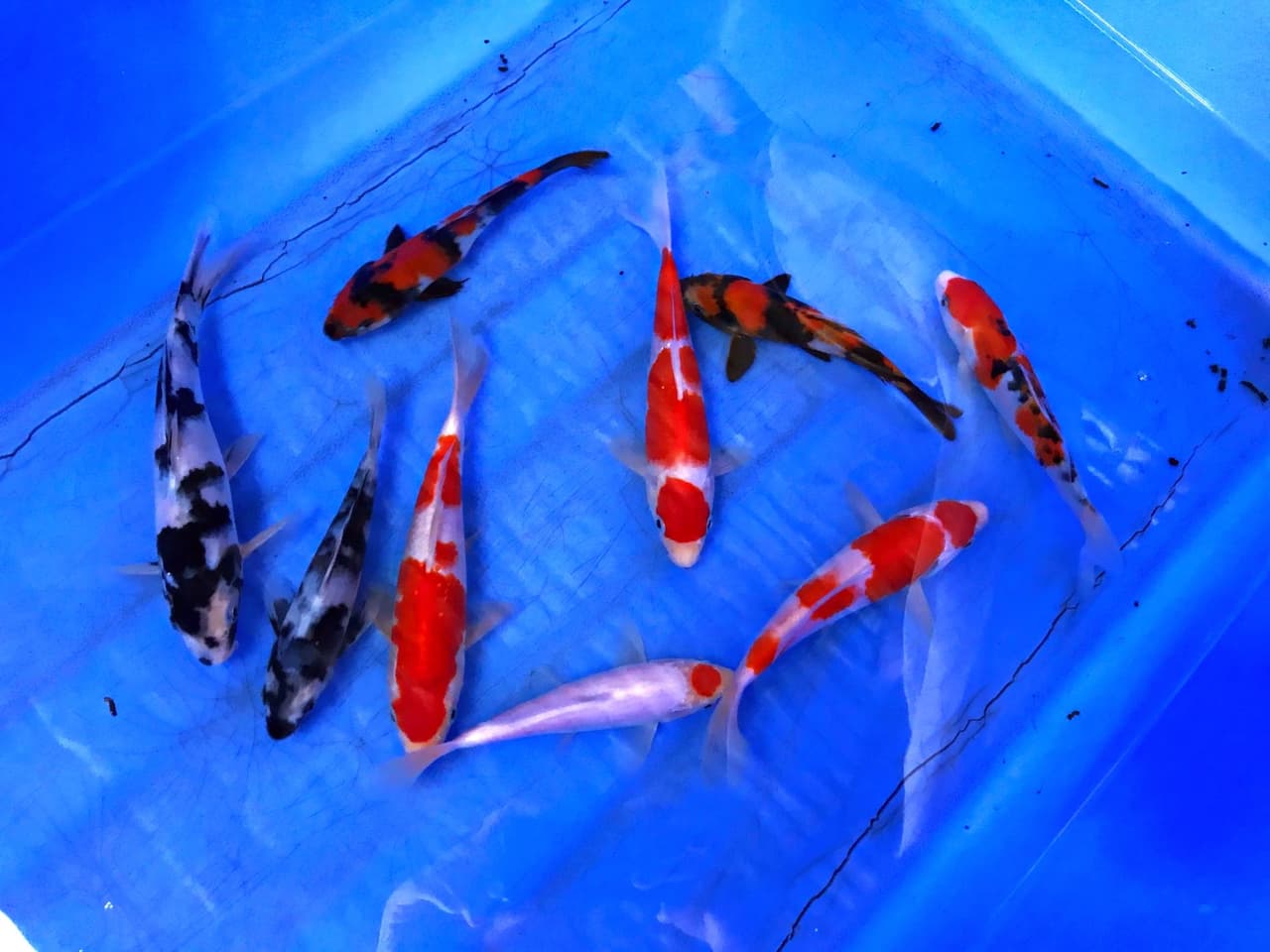 #分享 錦鯉基本品系辨別與鑑賞 - 水族板 | Dcard