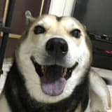 小雷