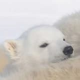 _