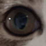 kiwi0130