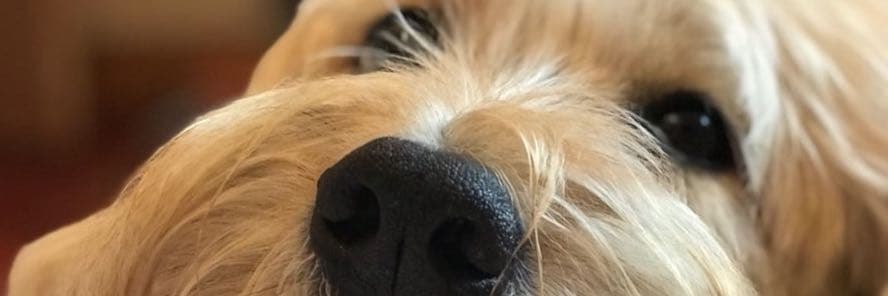 喜歡動物的臭直男