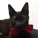 liamdcat