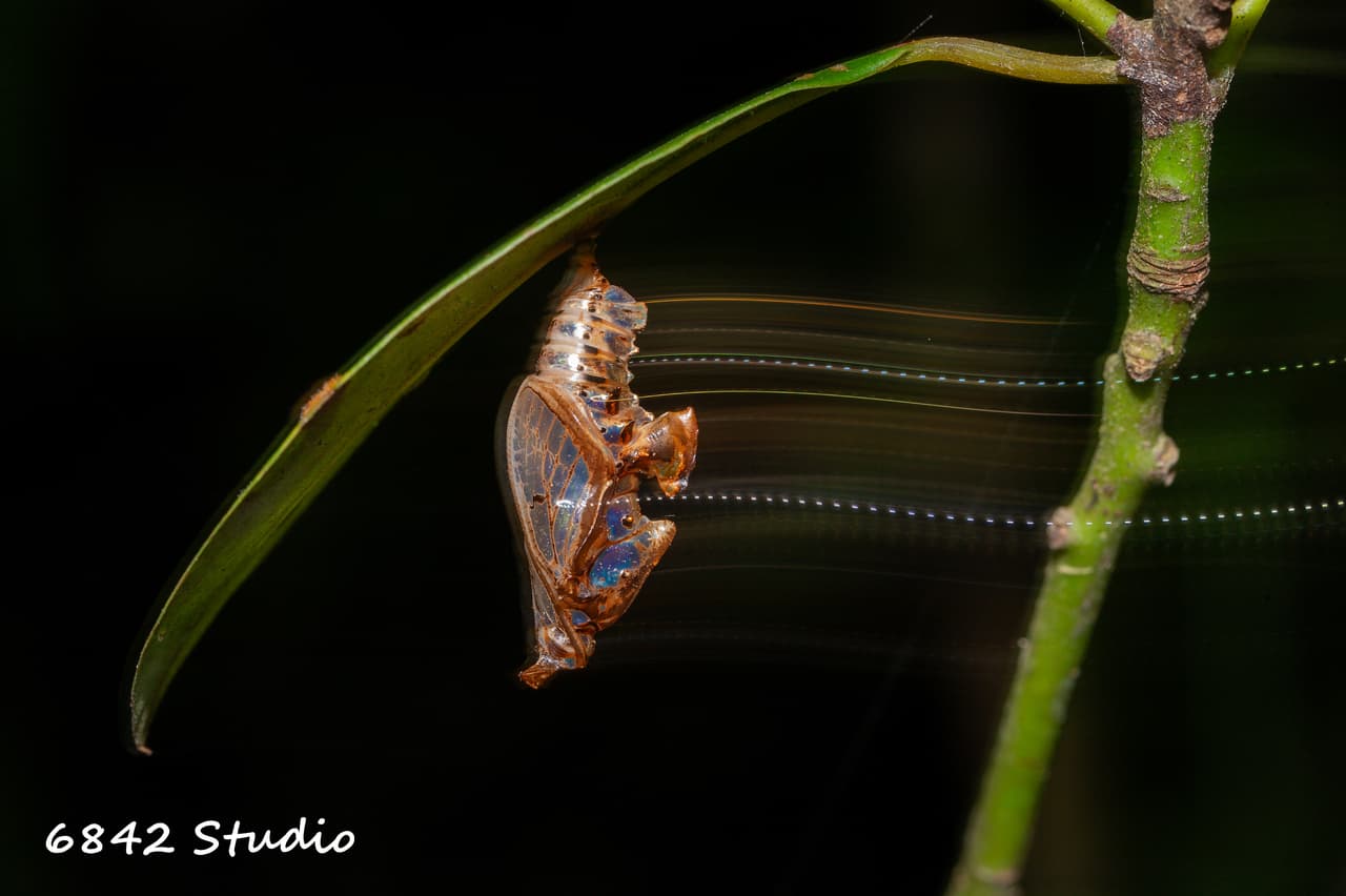 昆蟲的相關討論與真實心得｜Dcard