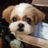 西施犬妹妹的媽