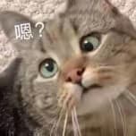 狐