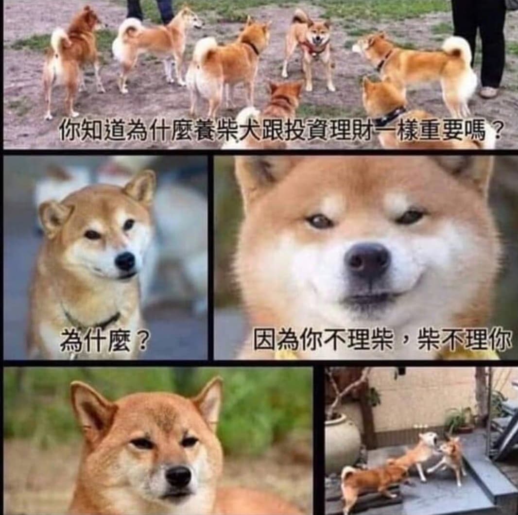 養柴犬很重要- 梗圖板| Dcard