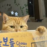 紅先生熊貓