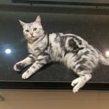 Sam