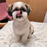 月半吱吱