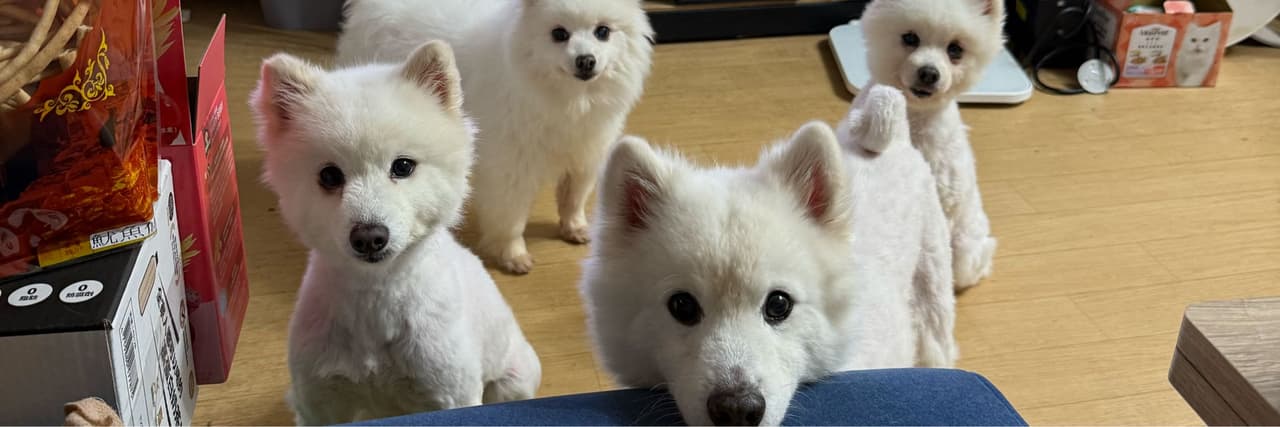 小吃貨一枚