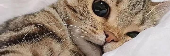 Winter Cat's CryptoQuant