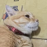 nimoomiaomiao